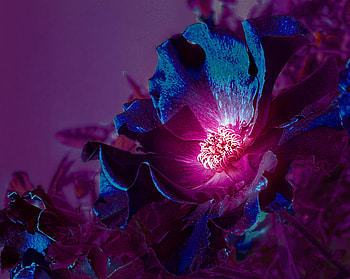 For Shebina.., blue, special, bina80, purple, light, shebina, nature, flowers, friendship HD wallpaper