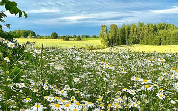 Daisy Meadow, landscape, Latvia, meadow, daisies HD wallpaper