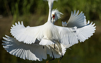 Animals, Feather, Heron, Bird HD wallpaper
