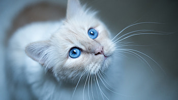 Cat Muzzle, cat, animals HD wallpaper