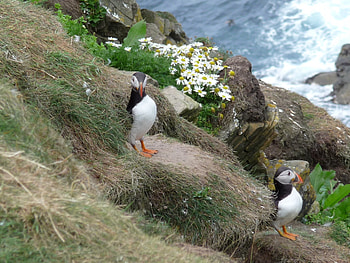 Puffins, shetland, puffin HD wallpaper