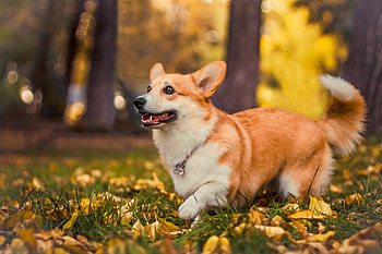 Mendenhall Siberian Husky, Cardigan Welsh Corgi, Pembroke Welsh Corgi, Breeder HD wallpaper