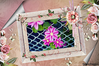 CLEMATIS, FLOWER, PRETTY, FRAMED, PINK HD wallpaper