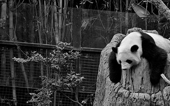 Animals, Bw, Chb, Dream, Sleep, Panda, Hollow, Reserve HD wallpaper