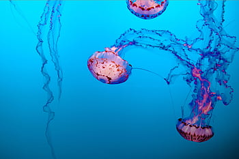 Colorful jellyfish swimming gracefully in a vibrant underwater setting. HD wallpaper