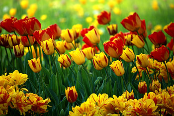 Adorable flowers, tulip, red-yellow flowers, farm HD wallpaper
