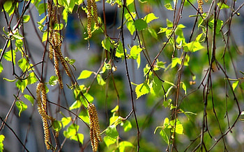 Nature, Leaves, Branches, Branch, Birch, Earrings HD wallpaper