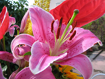 Fleurs HD wallpaper
