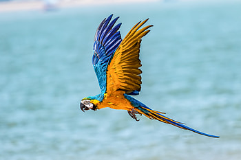 Macaw Bird , macaw, parrot, birds, flying HD wallpaper