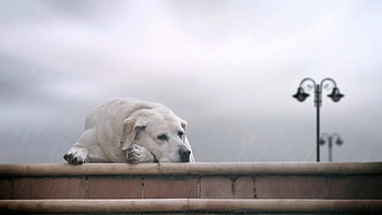Animals, To Lie Down, Lie, Dog, Fog, Sadness, Labrador, Sorrow, Waiting, Expectation HD wallpaper