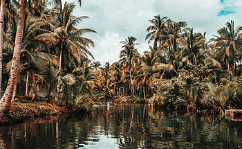 Landscape, Nature, Rivers, Palms, Tropics HD wallpaper