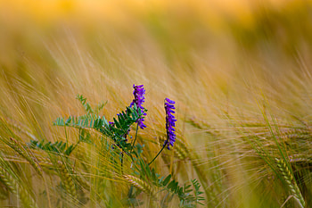 Flowers, Cones, Violet, Flower, Plant, Macro, Purple, Spikelets HD wallpaper