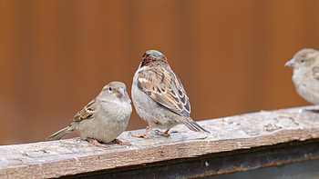 stock footage, Stunning sparrow videos, Bird in motion, Nature videography HD wallpaper