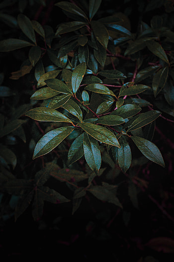 Leaves, Dark, Branch, Glossy HD phone wallpaper