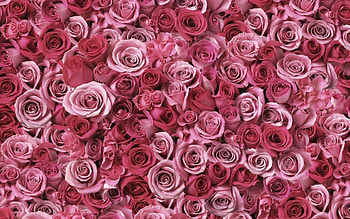 Flowers, Roses, Buds, Lot HD wallpaper