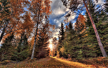 autumn trees, autumn, trees, sky, forest HD wallpaper