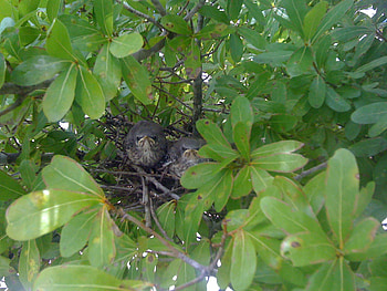 Where's Momma, baby birds, tree dwellers, nest, home HD wallpaper