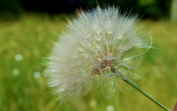 Plants, Flowers, Dandelions HD wallpaper