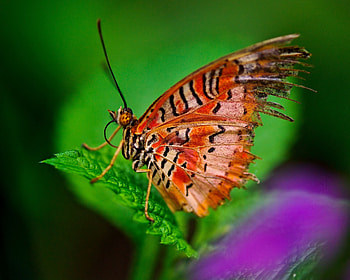 Leaves, Patterns, Plant, Macro, Butterfly HD wallpaper