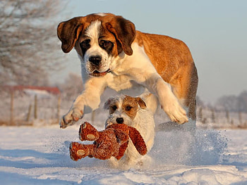 catch me, dog, puppy, fun, pets HD wallpaper