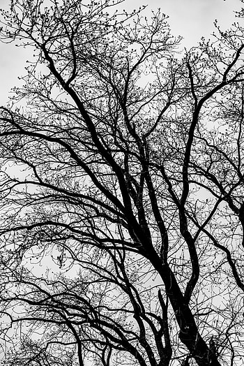 Nature, Trees, Branches, Bw, Chb HD phone wallpaper