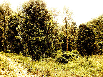 The Summer forest, summer, trees, jungle, danger, forest, mountain HD wallpaper