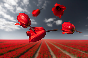 Lalibela Gravity Flowers , flowers, graphy, behance HD wallpaper