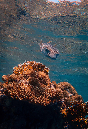 Animals, Coral, Underwater World, Fish, Fish Hedgehog, Hedgehog Fish HD phone wallpaper