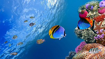 Tropical fish, Tropical, Multicoloured, Coral reef, Fish HD wallpaper