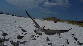 feeding birds, birds, seagulls, beach birds, birds on the beach HD wallpaper