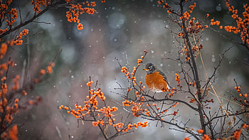 Brown Black American Robin Bird Is Standing On Tree Branches In Blur Background Birds HD wallpaper