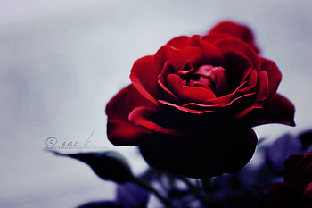 pink, roses, red, nature, flowers HD wallpaper