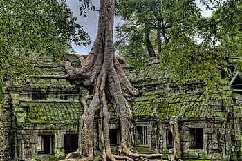 Majestic roots entwine the ancient Ta Prohm temple, a UNESCO World Heritage site in Cambodia. HD wallpaper