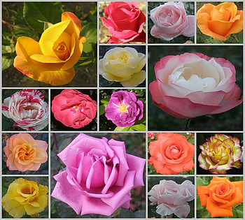 Gift, colors, nature, flowers, roses HD wallpaper