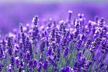 Health benefits of lavender, Soothes the soul, Natural remedy, Calming aroma HD wallpaper