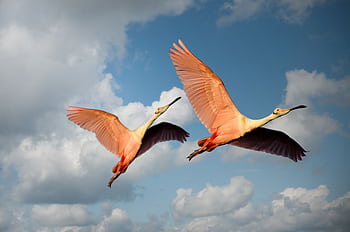 Two roseate spoonbills flying together showcasing dom and grace against a cloudy sky. HD wallpaper