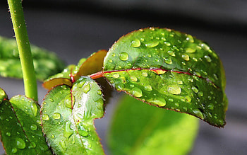 Drops, Macro, Sheet, Leaf, Branch, Dew HD wallpaper
