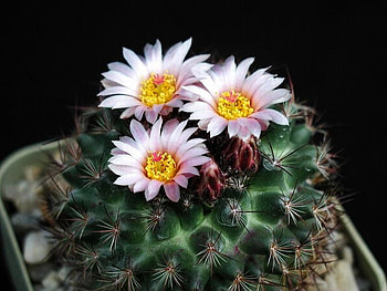 Cacti Flowers, cacti, beautiful, flowers HD wallpaper