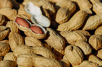 Food, Nuts, Ripe, Shell HD wallpaper