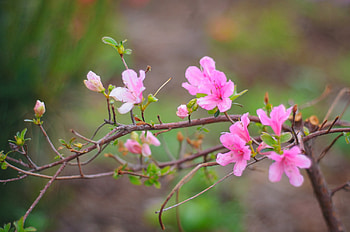 Plants, Flowers HD wallpaper