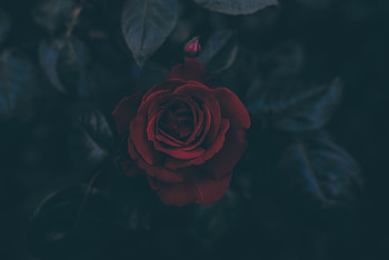Leaves, Dark, Rose Flower, Rose, Bud HD wallpaper