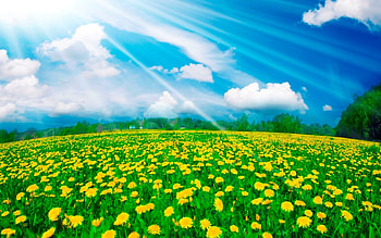 Landscape, Nature, Plants, Fields HD wallpaper