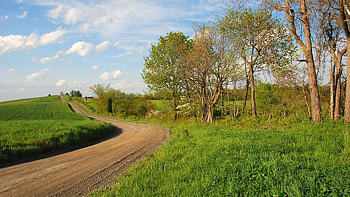 Nature, Trees, Grass, Turn, Path HD wallpaper