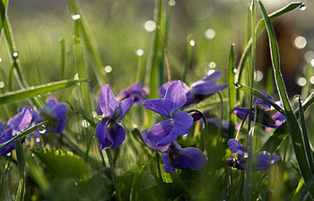 Flowers, Grass, Drops, Glare, Polyana, Glade HD wallpaper