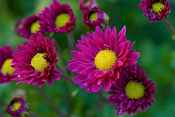 flowers, fun, pretty, cool, nature HD wallpaper