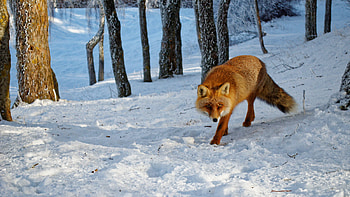 Fox in the Snow, winter, nature, fox, snow HD wallpaper