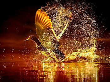 On Golden Pond, wings, bird, amber, splash, gold, land, pond HD wallpaper