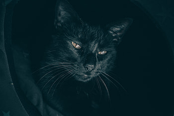 Cat, Muzzle, Sight, Opinion, Sleepy HD wallpaper