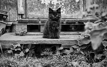 Animals, Sit, Fluffy, Kitty, Kitten, Hide, Bw, Chb, Waiting, Expectation, Lots Of, Multitude HD wallpaper