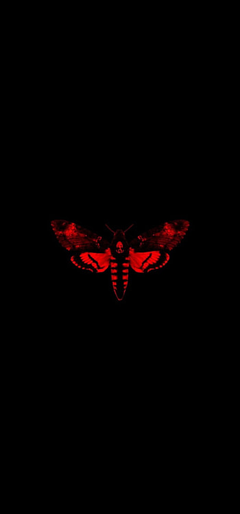 Love me, magenta, moths and butterflies HD phone wallpaper